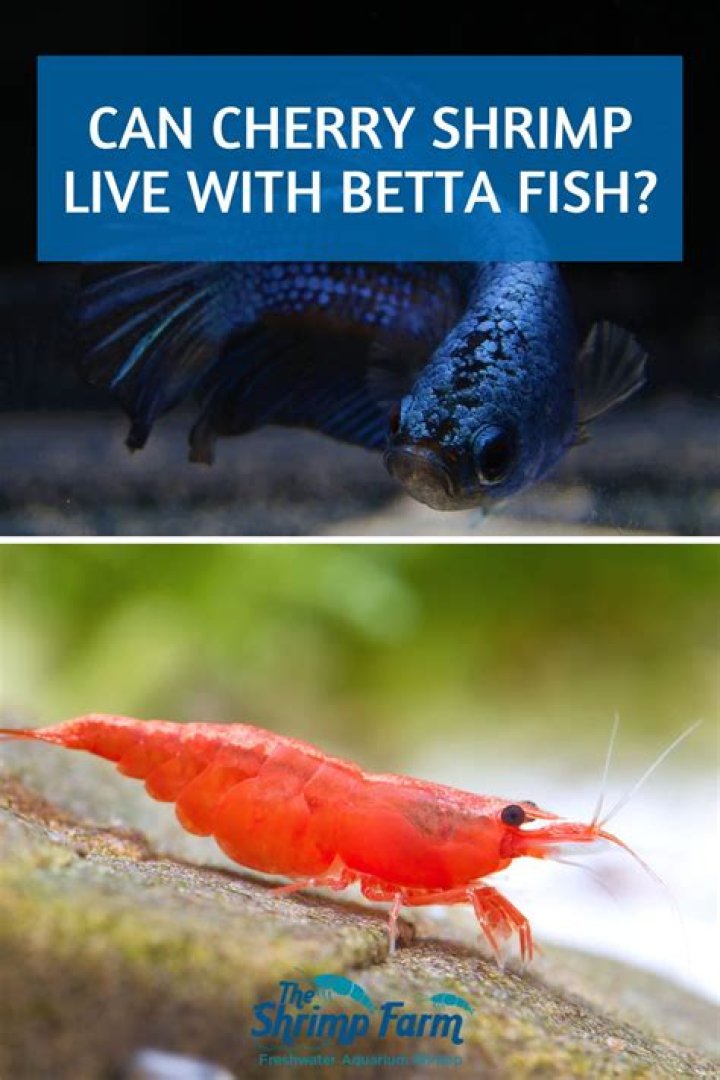 Question: Can Crabs Live With Betta Fish