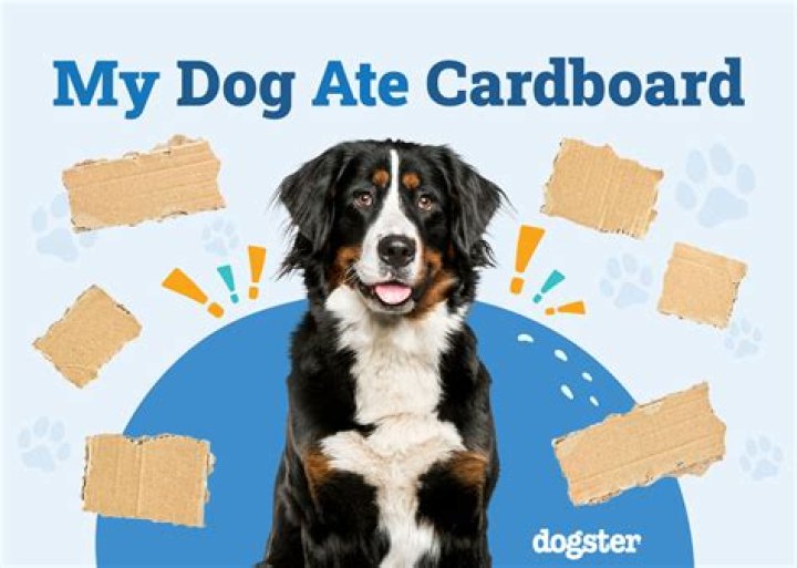 Question: Can Dogs Eat Cardboard