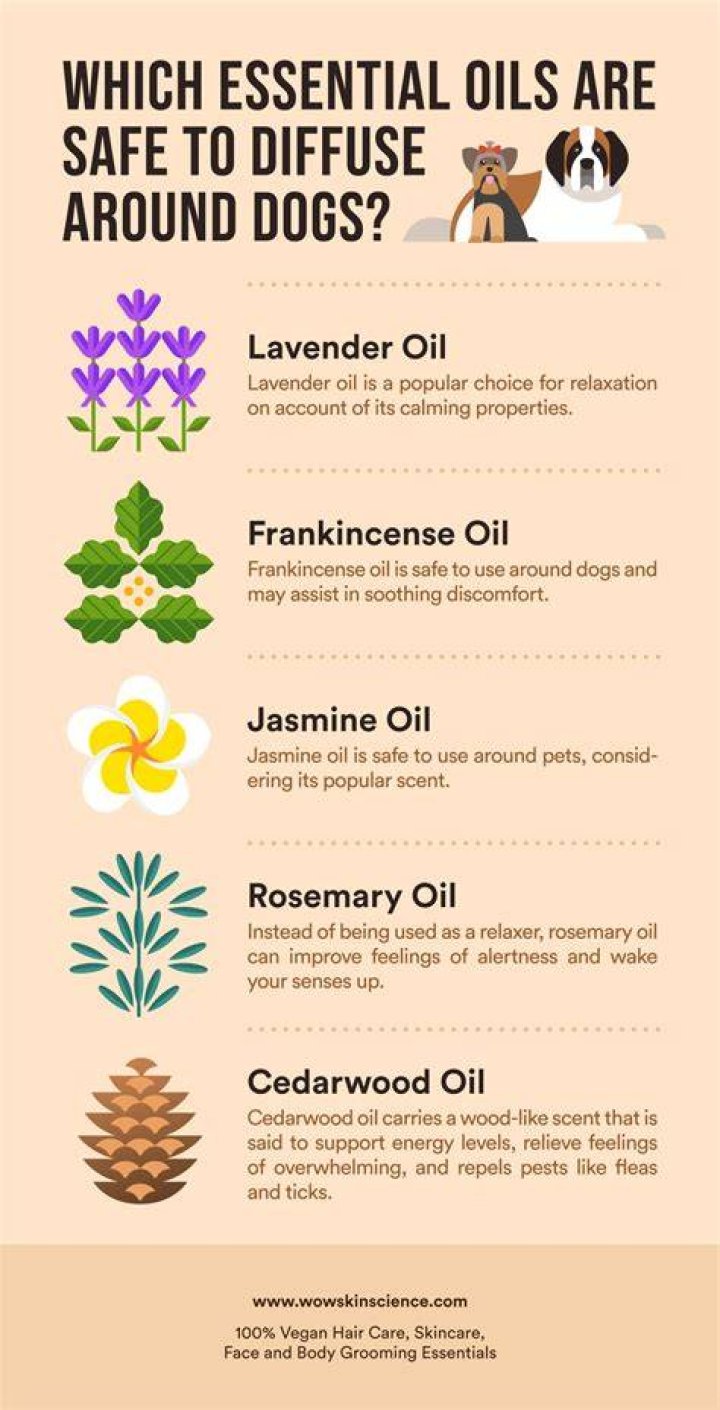 Question: Can Geranium Oil Be Used Around Dogs