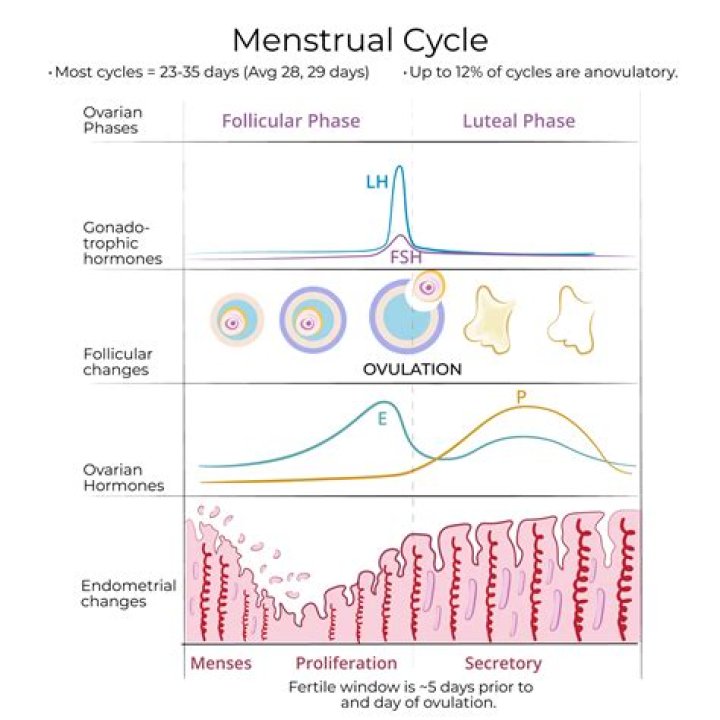 Question: Can H Pylori Interfere With Menstrual Cycle