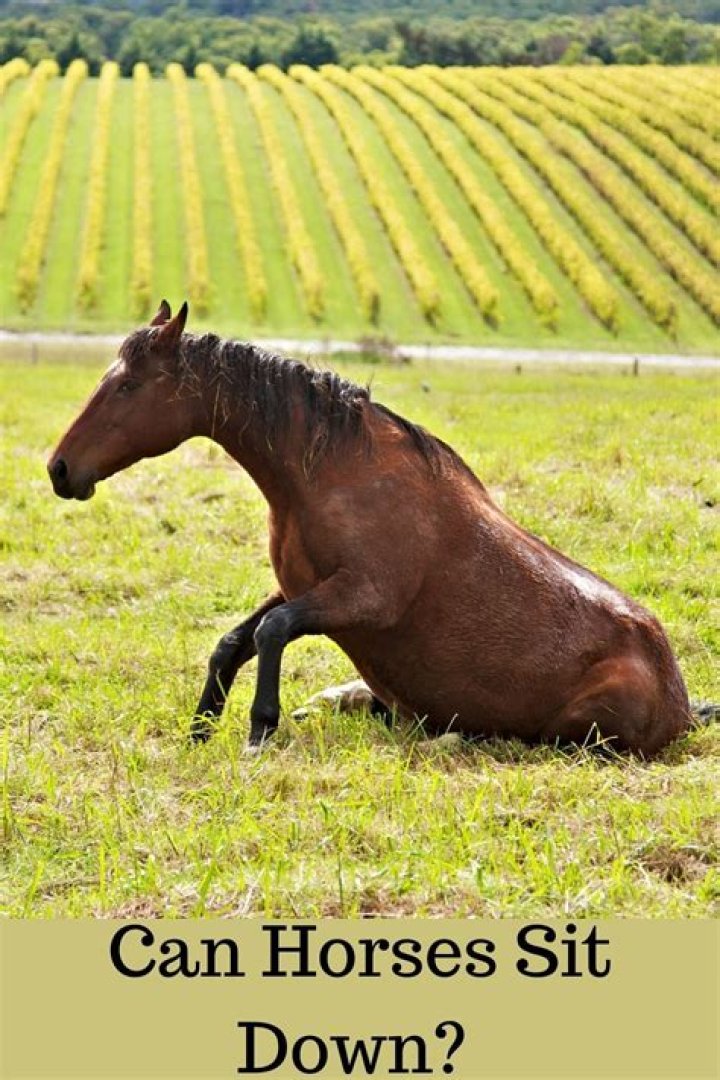 Question: Can Horses Sit Like Dogs