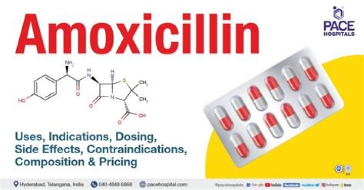 Question: Can Humans Take Dog Antibiotics Amoxicillin