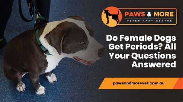 Question: Do Dogs Have A Clitoris