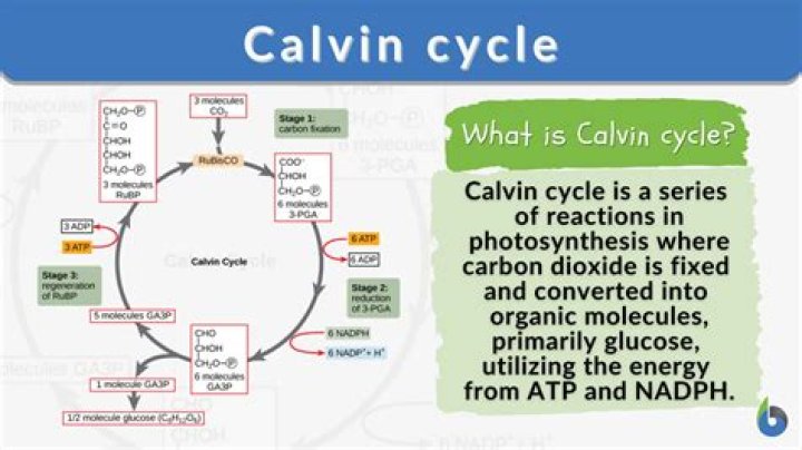 Question: Does Calvin Cycle Occur At Night
