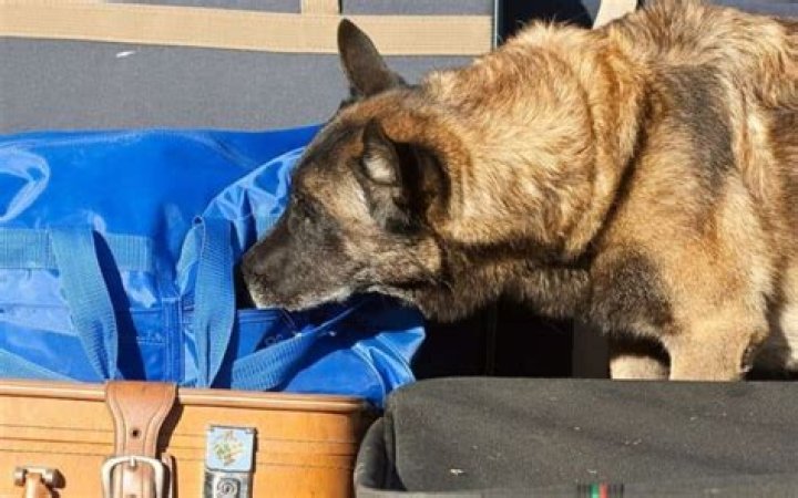 Question: Does Carnival Cruise Use Drug Dogs