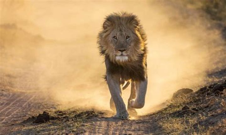 Question: How Fast Can A Lion Travel