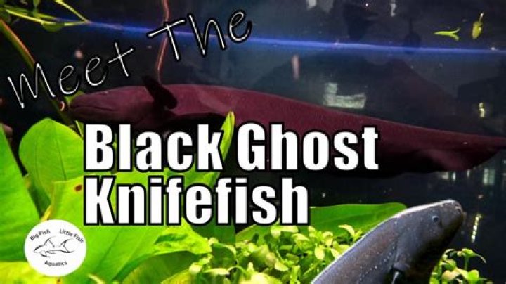 Question: How Much Do Ghost Knife Fish Cost