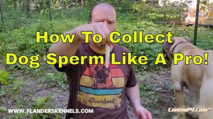 Question: How To Collect Dog Semen