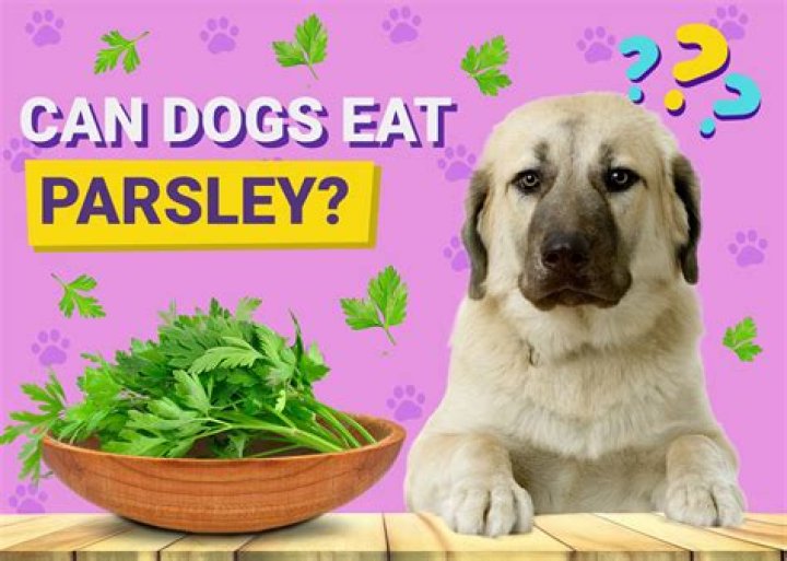 Question: Is Fresh Parsley Good For Dogs
