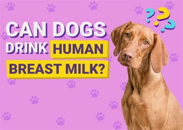 Question: Is Human Breast Milk Bad For Dogs