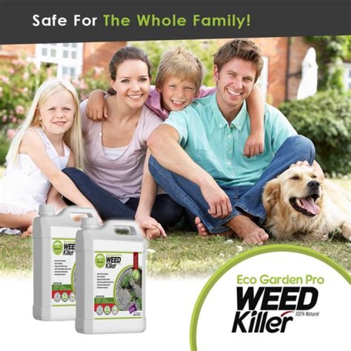 Question: Is Weed B Gone Safe For Dogs