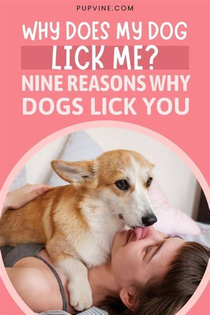 Question: Why Does My Dog Lick His Penis