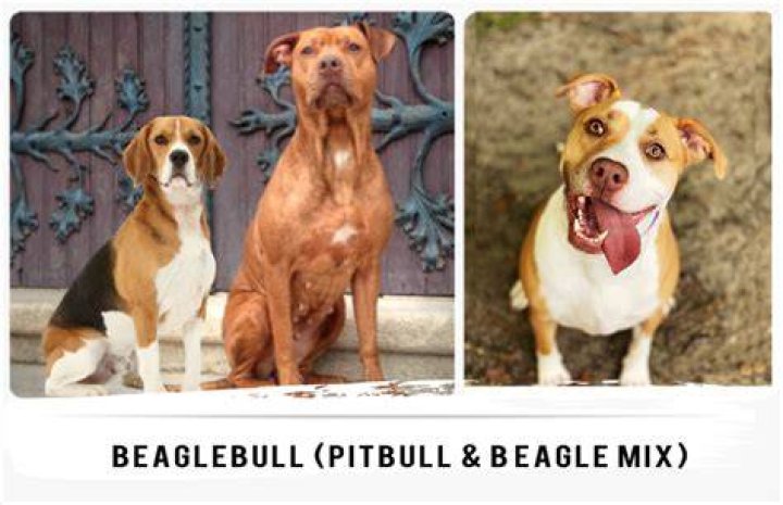 Quick Answer: Are Beagle Pitbull Mix Good Dogs