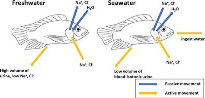 Quick Answer: Are Freshwater Fish Hyperosmotic Or Hypoosmotic