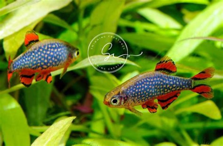 Quick Answer: Are Galaxy Rasboras Hardy Fish
