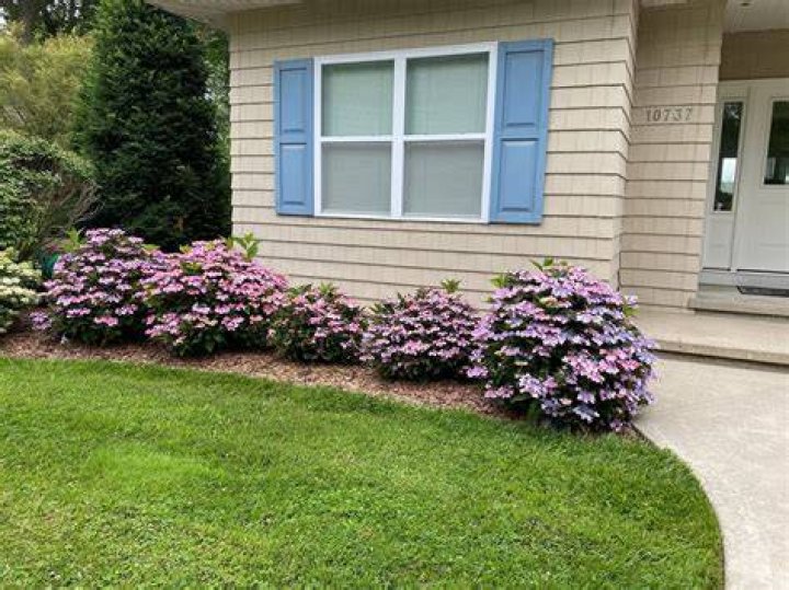 Quick Answer: Are Hydrangea Bushes Low Maintenance