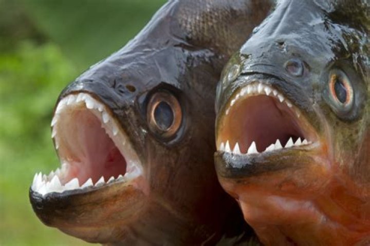 Quick Answer: Are Piranha Fish Edible