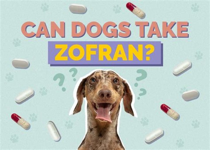 Quick Answer: Can Dogs Take Pepto With Zofran Together