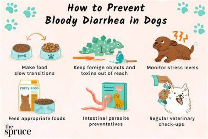 Quick Answer: Can Too Much Protein Cause Diarrhea In Dogs