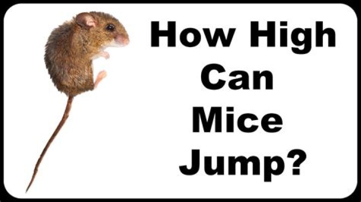 Quick Answer: How High Can Mice Climb Vertically