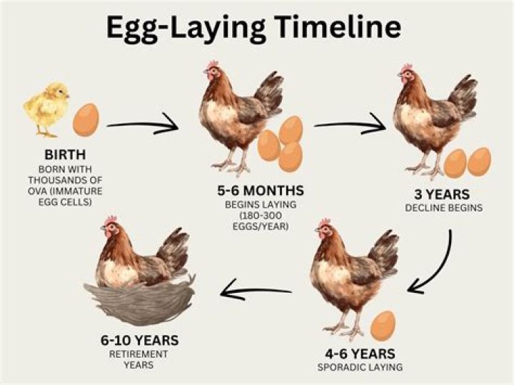 Quick Answer: How Long Does Chicken Soup Last