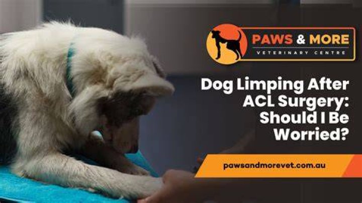 Quick Answer: How Long Until My Dogs Stops Limping From Ccl Surgery