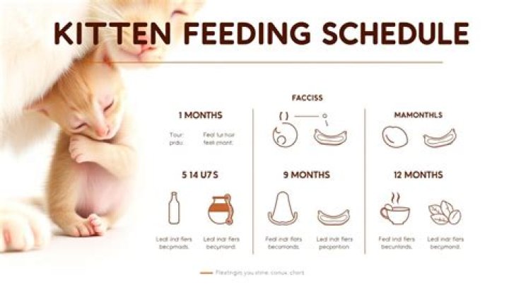 Quick Answer: How Much To Pay Neighbor For Feeding Cat