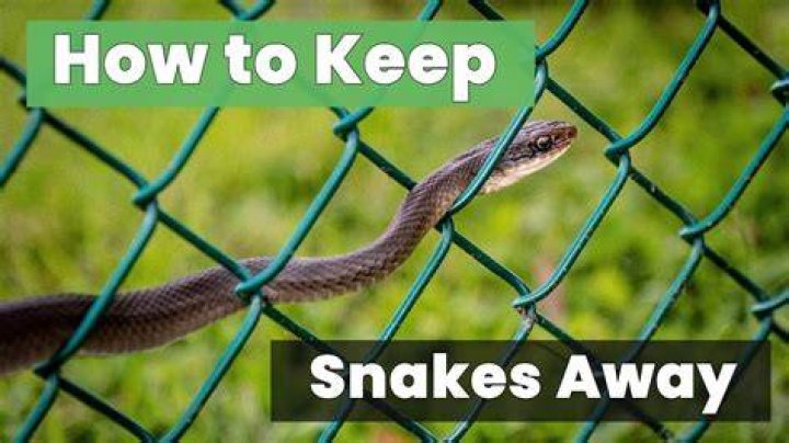 Quick Answer: How To Keep Snakes Away Camping