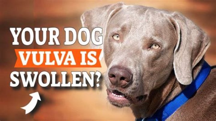 Quick Answer: What Does A Swollen Vulva Look Like On A Dog