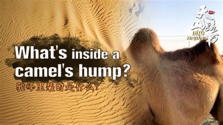 Quick Answer: What Is In The Camel’s Hump
