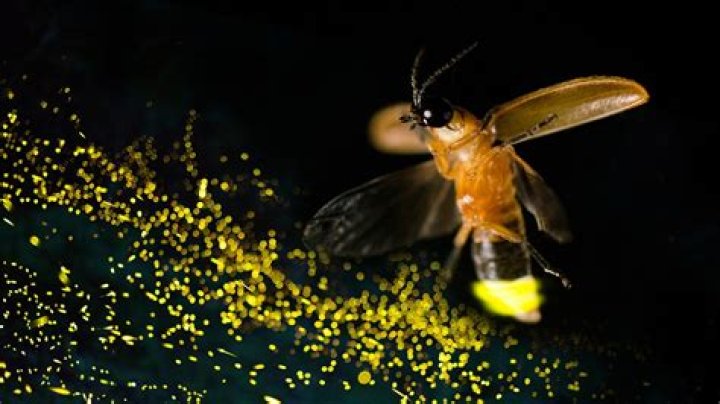 Quick Answer: What Time Do Fireflies Come Out