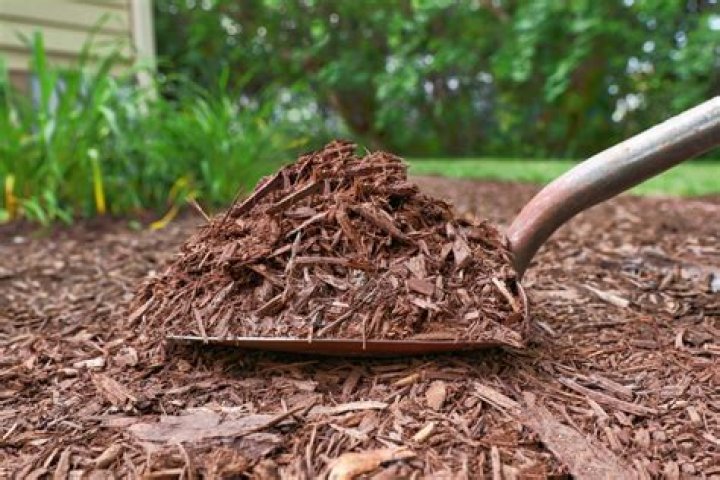 Quick Answer: Which Mulch Is Safe For Dogs