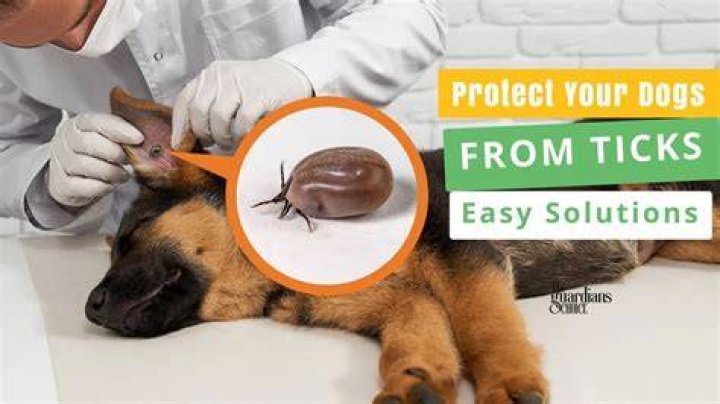Quick Answer: Will Lice Shampoo Kill Ticks On Dogs
