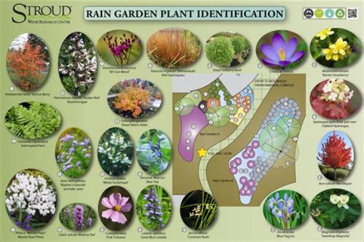 rain garden plants