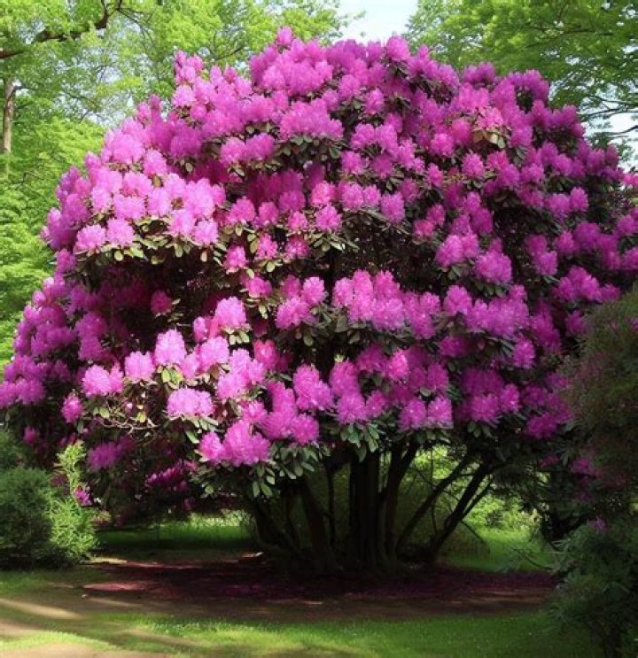 rhododendron tree