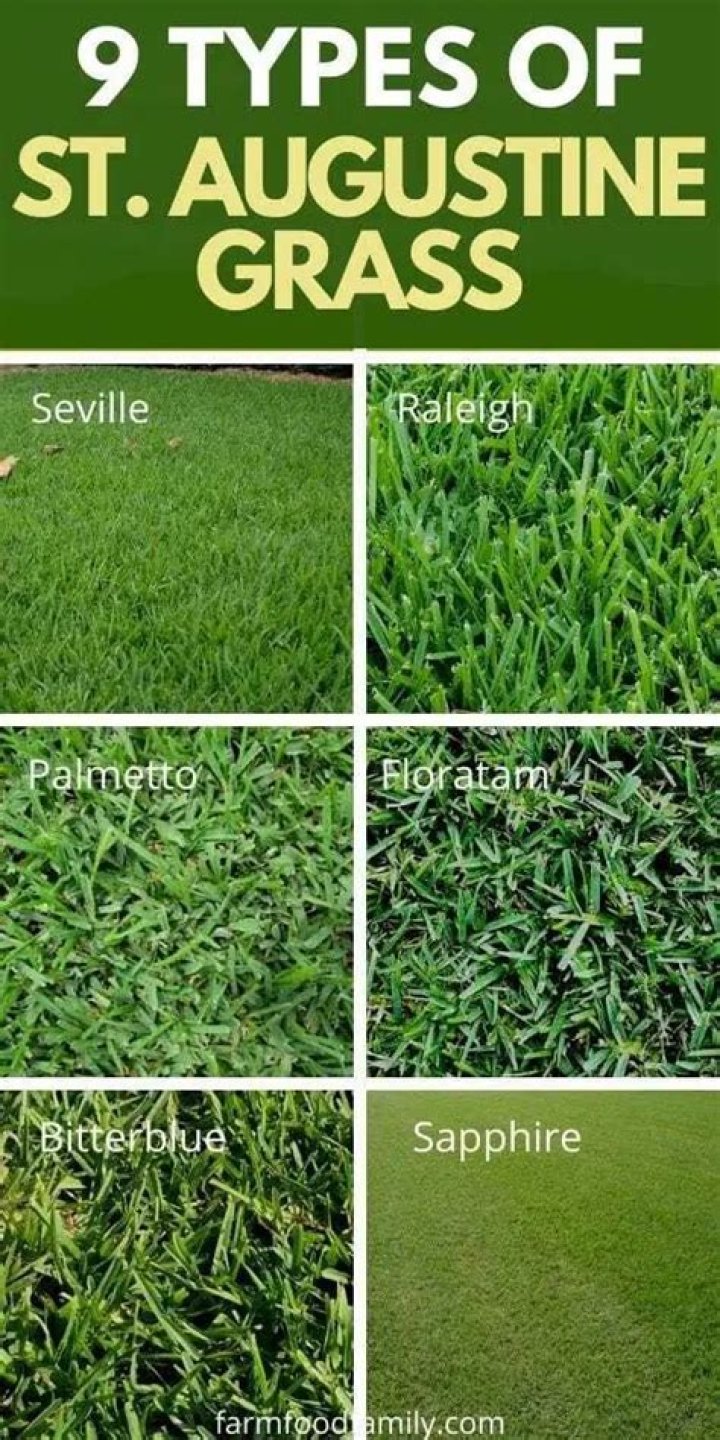saint augustine grass