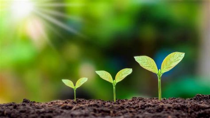 :seedling: