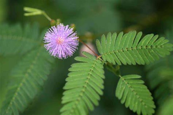 sensitive plant care
