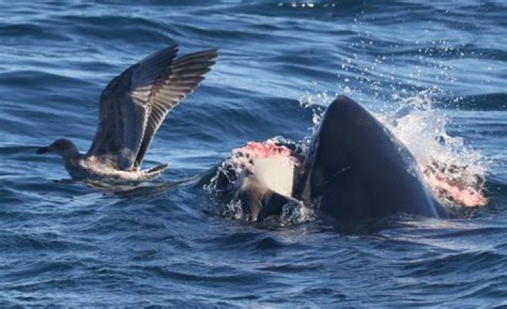 sharks in san francisco bay