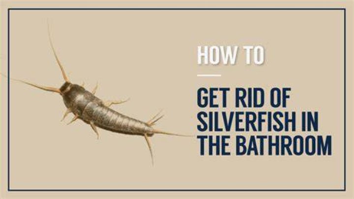 silverfish in bathroom