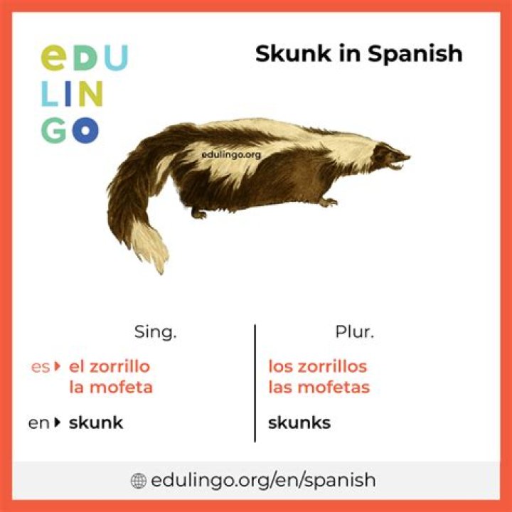 Skunk In Spanish Skunk In Spanish