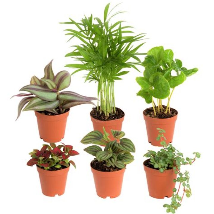 small plants