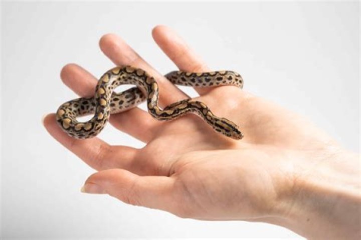 small snake
