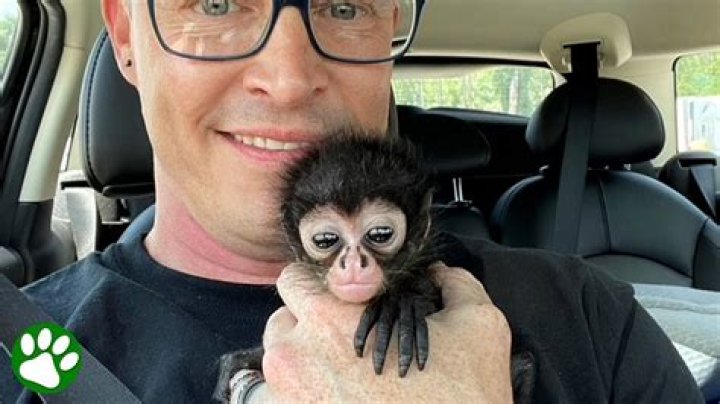 spider monkey pet