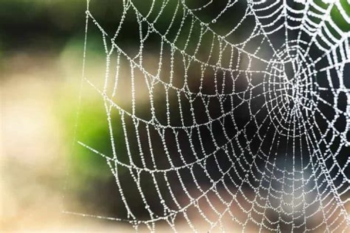 :spider_web: