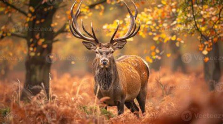 stag