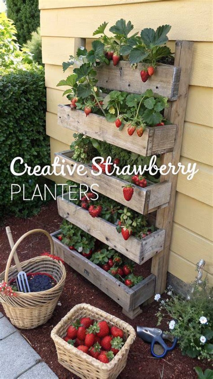 strawberry planter ideas