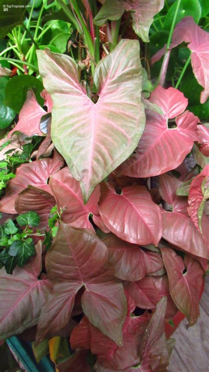 syngonium podophyllum