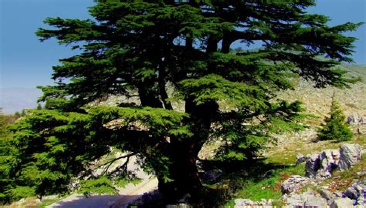 te1 arbol accepted