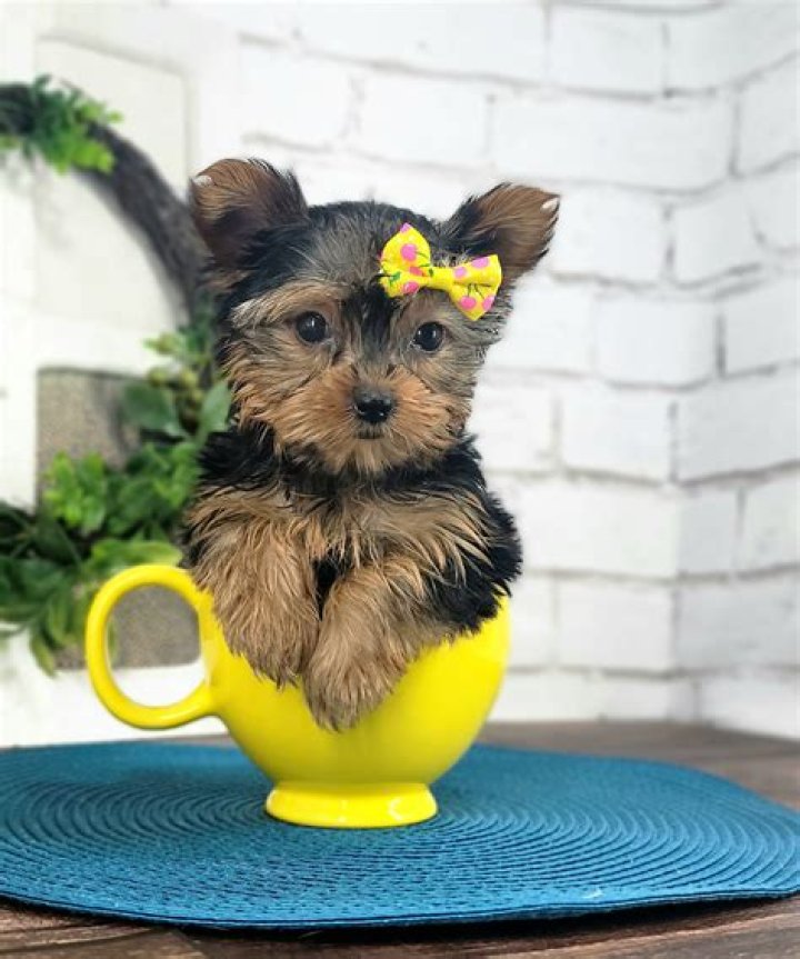 teacup yorkshire terrier